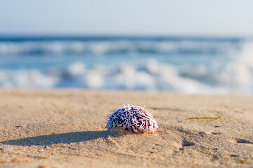 Purple sea urchin rests on the sandy shore with ocean waves in the background.