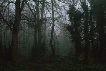 Obraz premium A dense, misty forest. 