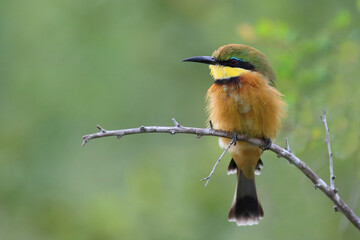 Zwergspint / Little bee-eater / Merops pusillus