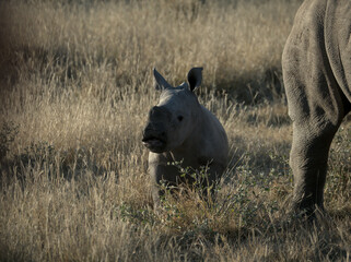 rhino in the wild