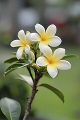 Fototapeta premium Vivid close-up of luminous blossoms in full bloom, showcasing delicate petal patterns and vibrant hues, inspiring feelings of peace and happiness.