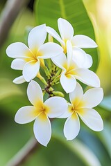 Naklejka premium Vivid close-up of radiant blossoms in full bloom, highlighting intricate petal textures and rich colors, evoking a sense of tranquility and joy.