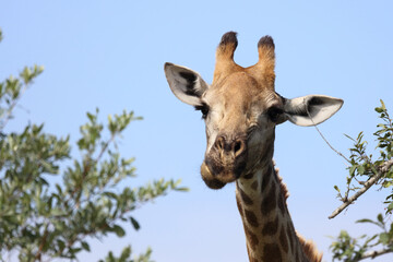 Giraffe / Giraffe / Giraffa camelopardalis