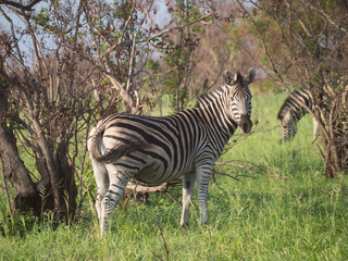 Kruger National Park, South Africa