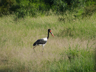 Kruger National Park, South Africa