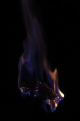 Burning Flowers