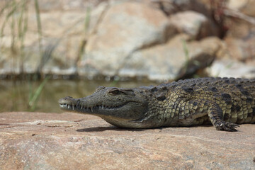 Nilkrokodil / Nile crocodile / Crocodylus niloticus.