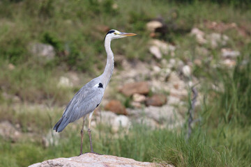 Afrikanischer Graureiher / Grey heron / Ardea cinerea