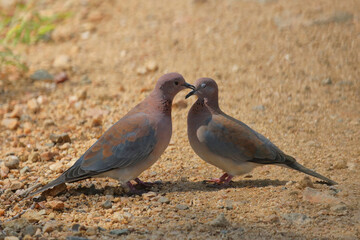 Obraz premium Palmtaube oder Senegaltaube / Laughing dove or Little brown dove / Stigmatopelia senegalensis uel Spilopelia senegalensis