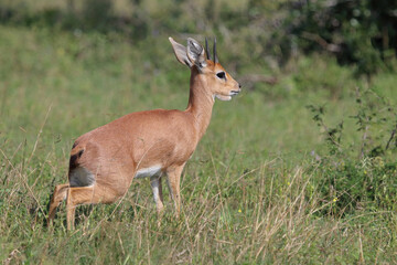 Fototapeta premium Afrikanischer Steinbock / Steenbok / Raphicerus campestris