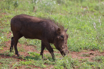 Warzenschwein / Warthog / Phacochoerus africanus