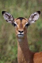 Schwarzfersenantilope / Impala / Aepyceros melampus