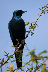 Riesenglanzstar / Burchell's starling / Lamprotornis australis