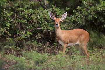 Afrikanischer Steinbock / Steenbok / Raphicerus campestris