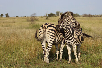 Steppenzebra / Burchell's zebra / Equus quagga burchellii