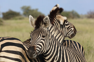 Fototapeta premium Steppenzebra / Burchell's zebra / Equus quagga burchellii