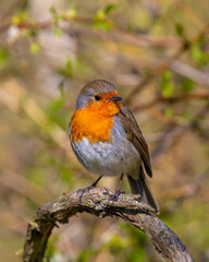 European Robin
