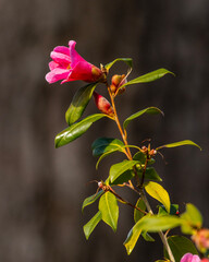 Camelia Bow Bells