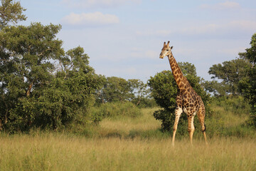 Giraffe / Giraffe / Giraffa camelopardalis