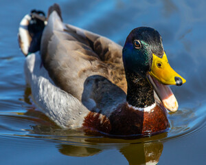Mallard Duck