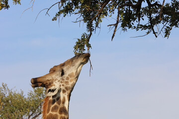 Giraffe / Giraffe / Giraffa camelopardalis