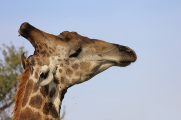 Giraffe / Giraffe / Giraffa camelopardalis