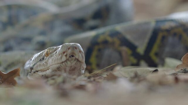 Python crawling on the ground in the forest