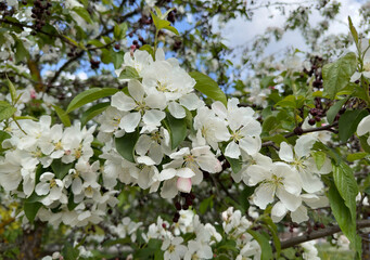 A branch of blooming white cherry close-up. Closeup. Floral background for your design.