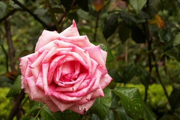 Rosa cor-de-rosa em roseira planta em jardim florido. 