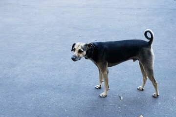 Cachorro vira-lata passeando no asfalto de rua da cidade  de São Paulo.  