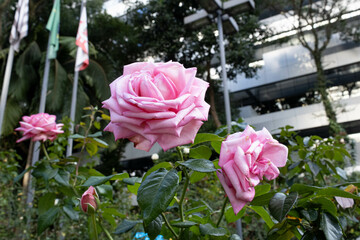 Rosa, flor cor de rosa desabrochada em jardim. 