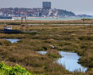 Gull Flying Over the Salt Marsh at Leigh-on-Sea, Essex