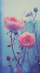 Obraz premium Gorgeous rare flowers reflected in a mirror, multi-colored peony, roses, Epiphyllum, grainy photo