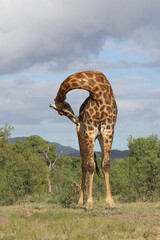Giraffe / Giraffe / Giraffa camelopardalis
