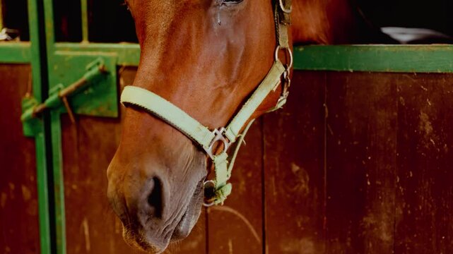Portrait of a foal or pony in a stable on a dark background