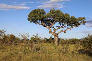 Afrikanischer Busch - Krüger Park - Baum / African Bush  - Kruger Park - Tree /