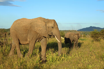 Afrikanischer Elefant / African elephant / Loxodonta africana