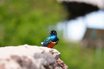 Birds of Amboseli National Park Kenya East Africa