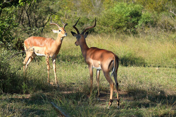 Schwarzfersenantilope / Impala / Aepyceros melampus