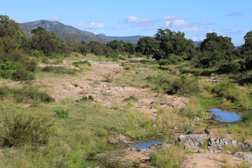 Krüger Park - Afrikanischer Busch - Matjulu River / Kruger Park - African bush - Matjulu River /