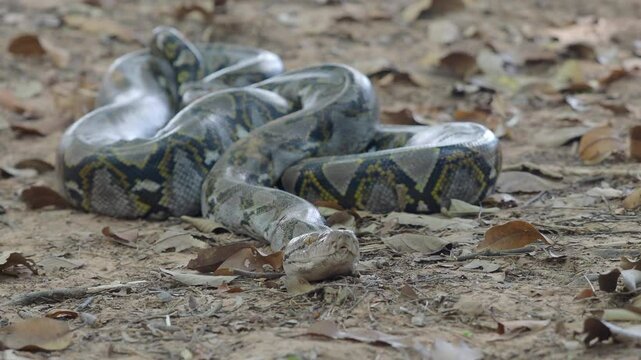 Python crawling on the ground in the forest