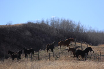 Saskatchewan Scenery Qu'Appelle Valley area