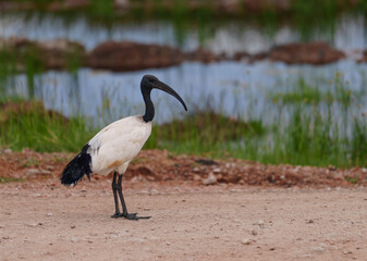 Bird of Amboseli National Park, Kenya, East Africa