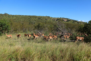 Schwarzfersenantilope / Impala / Aepyceros melampus