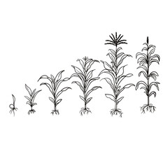 Hand drawn vector sketch illustration line art Line art, Growth stage of corn (maize) plant, Growth stages from seed to flowering and fruiting plant isolated on white background