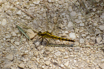 Dragonflies are fascinating insects with iridescent wings and large, multifaceted eyes. They are...