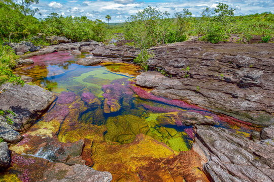 Cano Cristales river in Colombia