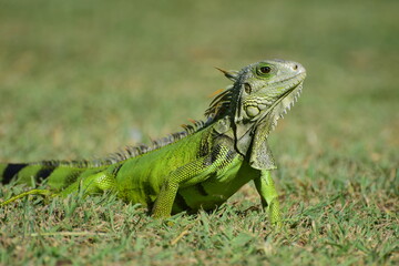Young green iguana chilling on the sun in Puerto Rico