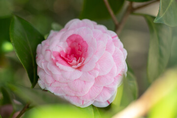 Pale pink formal double form camellia flower.