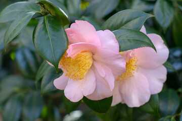 Camellia sasanqua or sasanqua camellia tender pink semi-double flowers with bright yellow stamens.